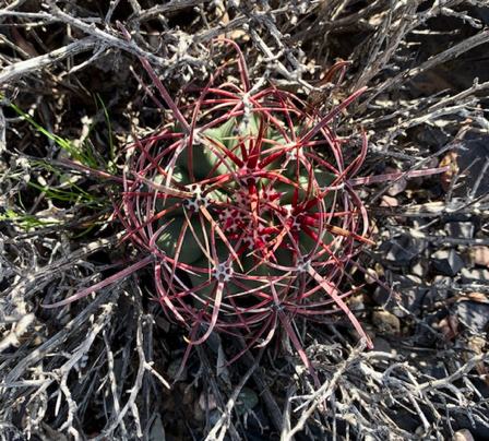 Mar 18 - This little Fish Hook cactus reminds me of a Faberge egg. 
Beautiful detail.